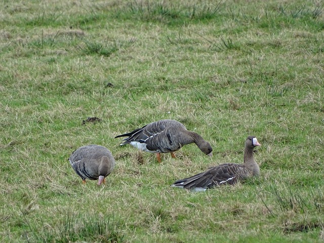 多魔术队的 多魔术队的